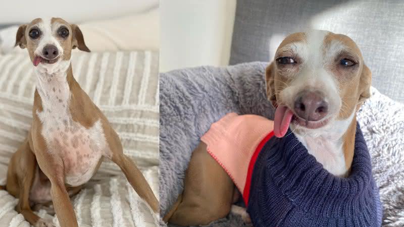 Fiorella, a cachorra que é sucesso nas redes sociais! - Instagram