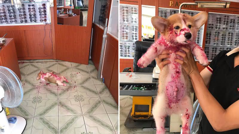 Cachorro dá susto em donos ao aparecer coberto de "sangue" - Reprodução Facebook