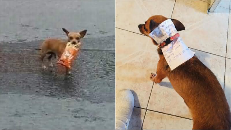 Durante quarentena, homem enviou cachorro com recado para comprar salgadinho - Facebook