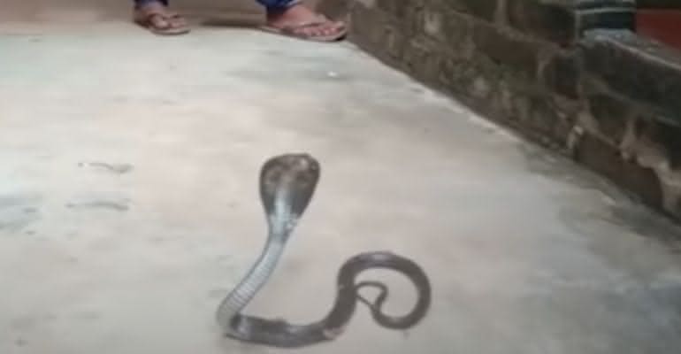 Em vídeo, serpente aparece em posição de ataque enquanto homem tenta capturá-la - Reprodução/YouTube