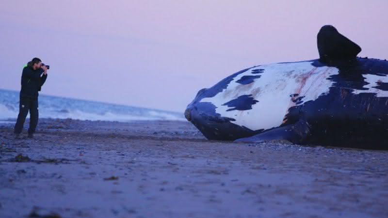 "Last Of The Right Whales" ganha primeiro e emocionante trailer sobre a extinção das baleias - Divulgação/HitPlay Productions