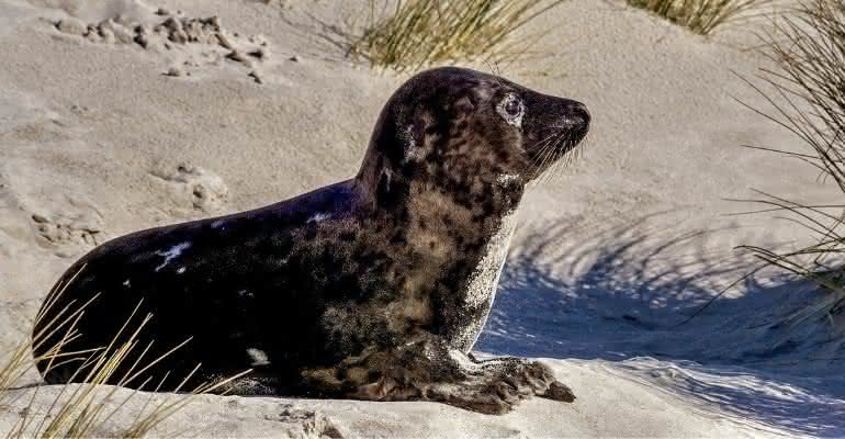 Turistas espancaram foca para que crianças pudessem tirar fotos com o animal inconsciente - Susanne Jutzeler/Pixabay