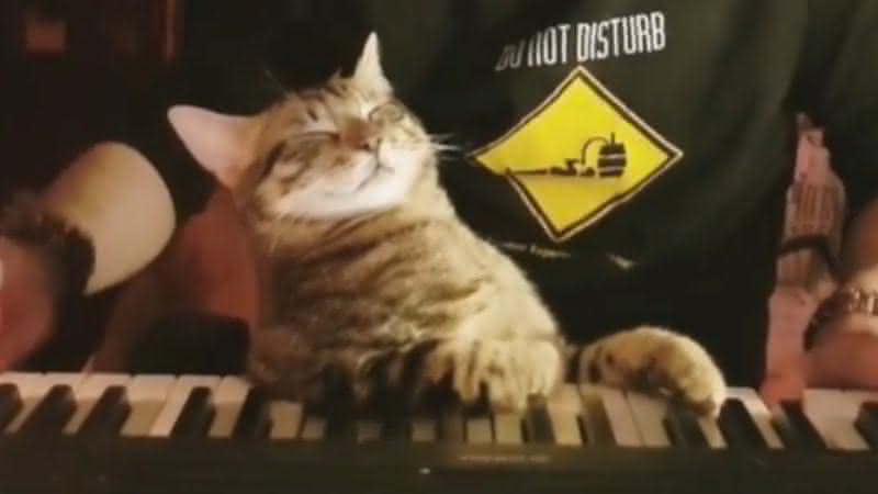 Gato em vídeo publicado no perfil de Sarper Duman - Instagram