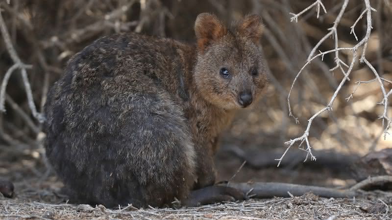 Imagem de um quokka na Rottnest Island - Getty Images