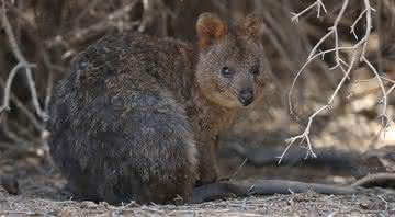 Imagem de um quokka na Rottnest Island - Getty Images