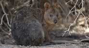 Imagem de um quokka na Rottnest Island - Getty Images