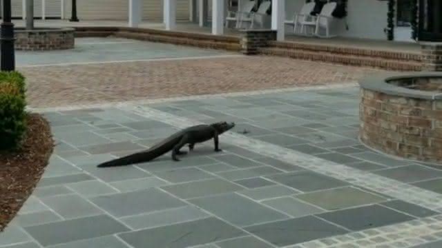 Imagem do Jacará nas ruas de Myrtle Beach - Instagram