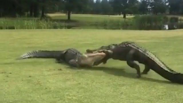 Jacarés lutam em campo de golfe nos EUA - Facebook