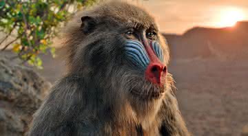 Rafiki dublado por John Kani em live action de 'Rei Leão'  - Reprodução/Disney/Entertainment Weekly