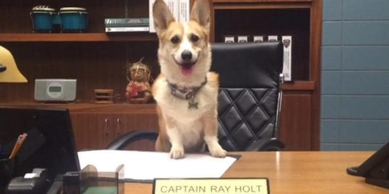 O pequeno Corgi Stewart como Cheddar em 'Brooklyn Nine-Nine' - Reprodução/Instagram