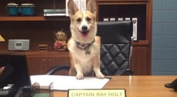 O pequeno Corgi Stewart como Cheddar em 'Brooklyn Nine-Nine' - Reprodução/Instagram