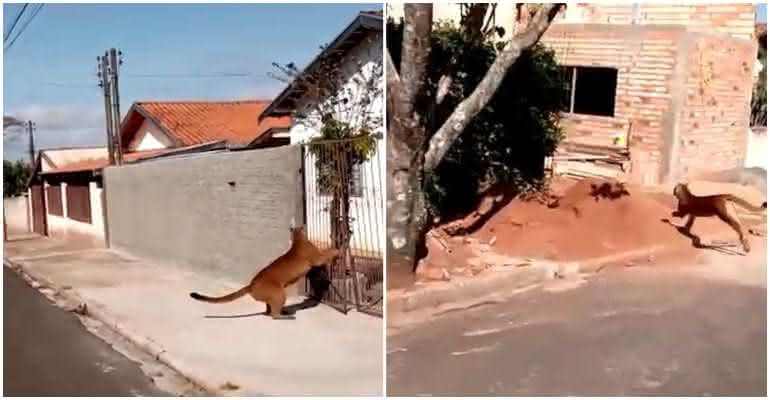 Onça correu pelas ruas de Cerqueira César, no interior de São Paulo, e assustou moradores - Reprodução/Facebook