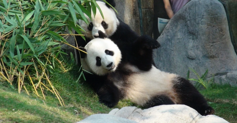 Ying Ying e Le Le quando chegaram ao Ocean Park, em Hong Kong, na China - Reprodução/Ocean Park