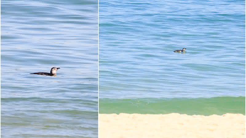 Pinguim na praia de Ipanema - JC Pereira / AgNews