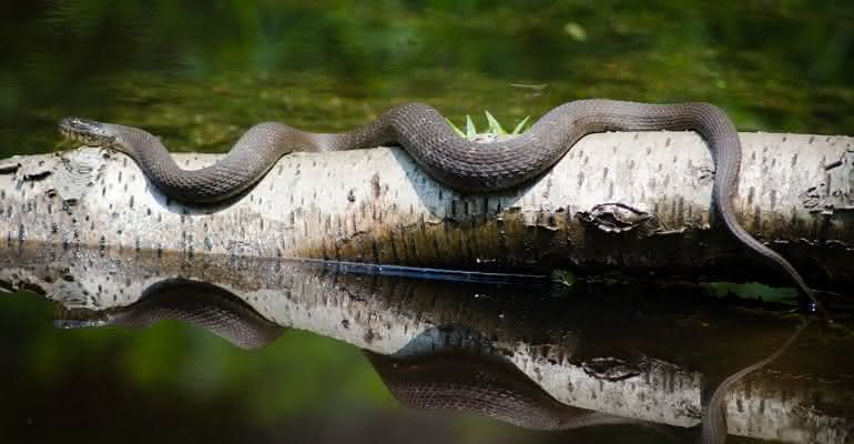 Serpente atacou filhote de gato e, mesmo pelado, homem lutou contra o animal para salvá-lo - Pixabay