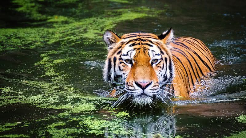 Tigre é procurado na Índia! - Andreas Breitling/Pixabay