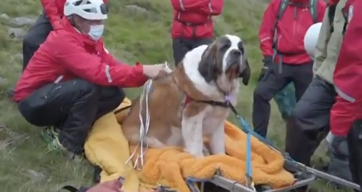 Cachorro recém-adotado passa mal na montanha mais alta da Inglaterra e precisa ser resgatado