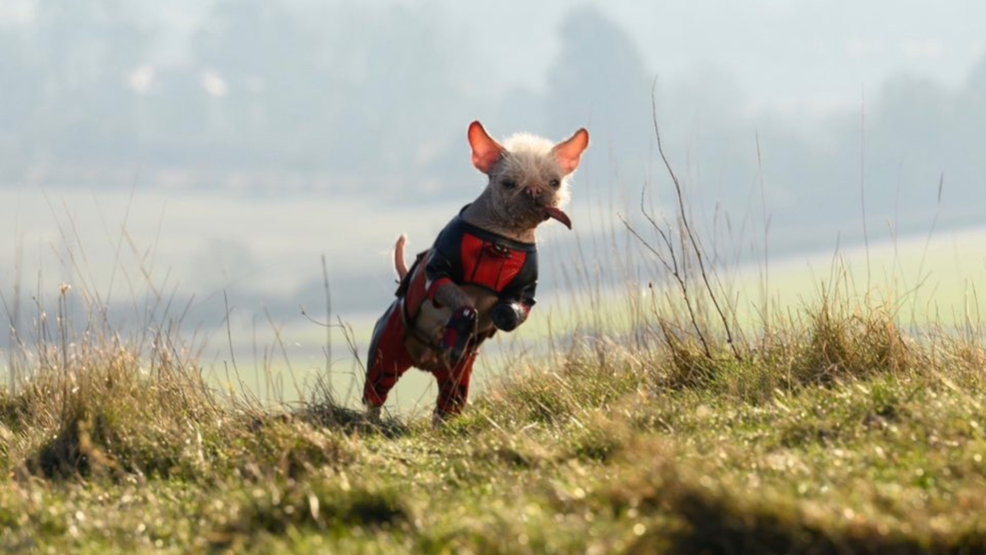 “Deadpool & Wolverine”: Ryan Reynolds compartilha erros de gravação com Dogpool