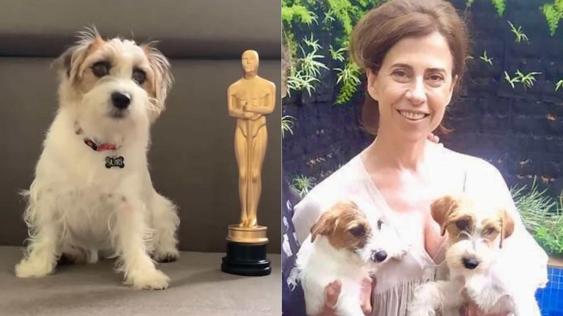 Cães que interpretaram Pimpão em Ainda Estou Aqui vencem prêmio