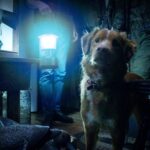 O terror que fez as buscas por ‘o cachorro morre no final?’ crescerem 2000%