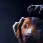 Bom Menino, terror que preocupou os adoradores de cachorros, estreia no streaming