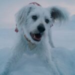 Destaque em Superman e Supergirl, Krypto vai ganhar série própria
