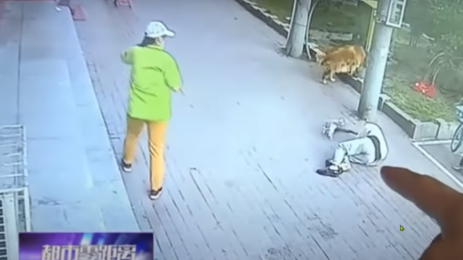 Gato cai de prédio na China, deixa idoso desacordado e é encurralado por cachorro; veja
