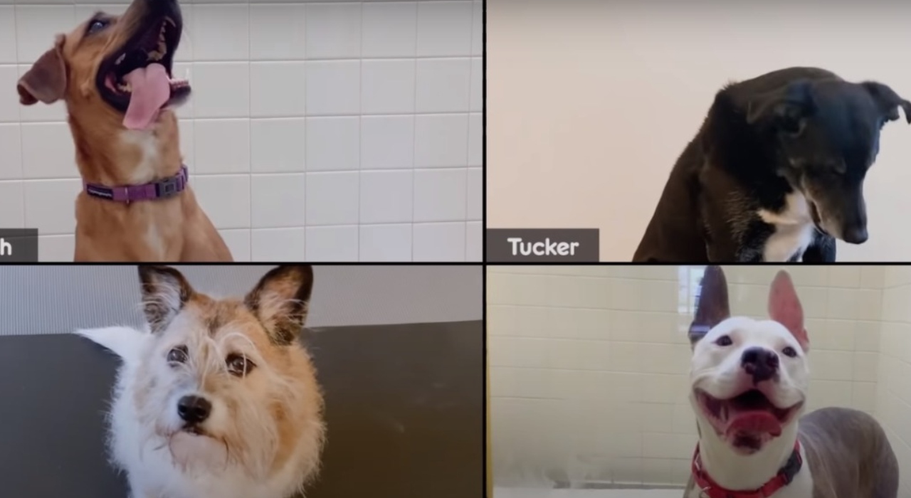 Empresa cria campanha para adoção de cachorros online durante quarentena