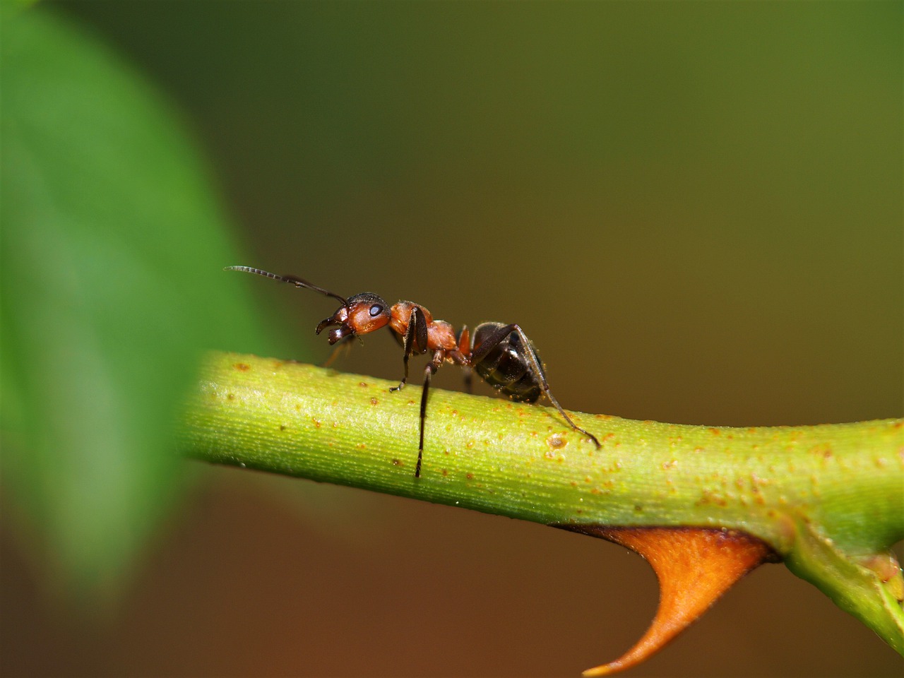 Nuvem gigantesca de formigas voadoras atravessa parte do Reino Unido
