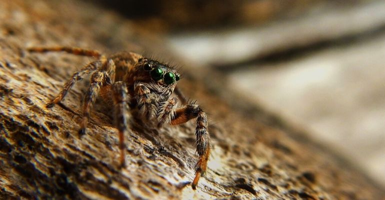 Médicos encontram aranha viva e criando teia no ouvido de paciente