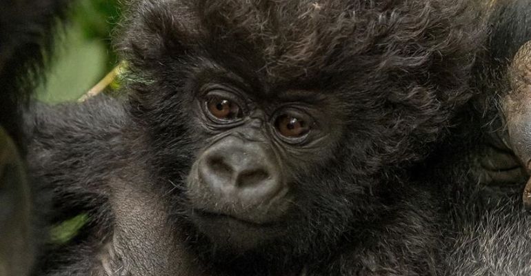 Em viagem, fotógrafa retrata bebê gorila com cabelos cacheados