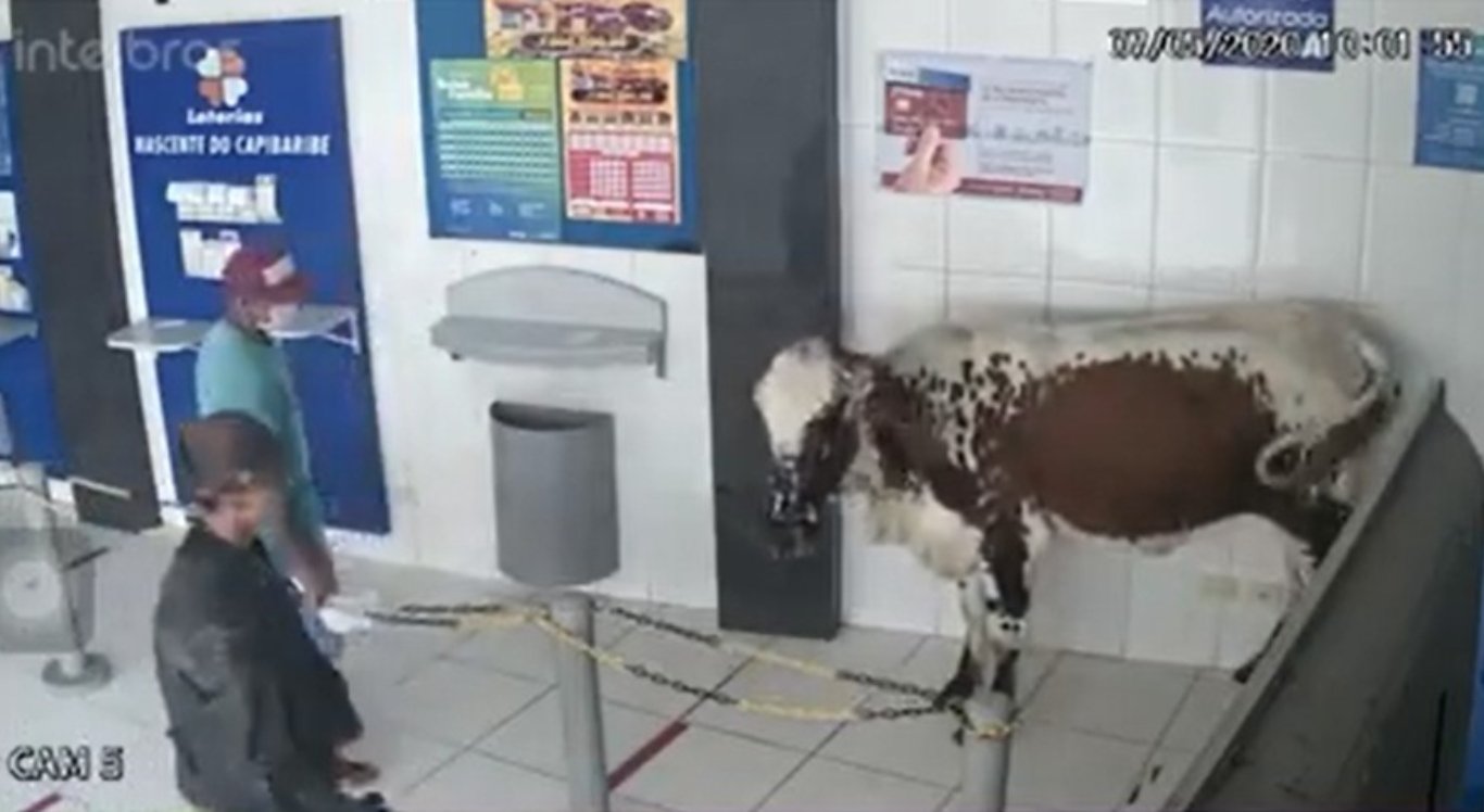 Boi invade lotérica e aterroriza quem sacava auxílio emergencial; veja