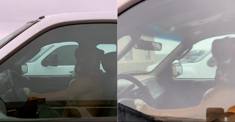 Cachorro impaciente aprende a buzinar para apressar o dono durante compras