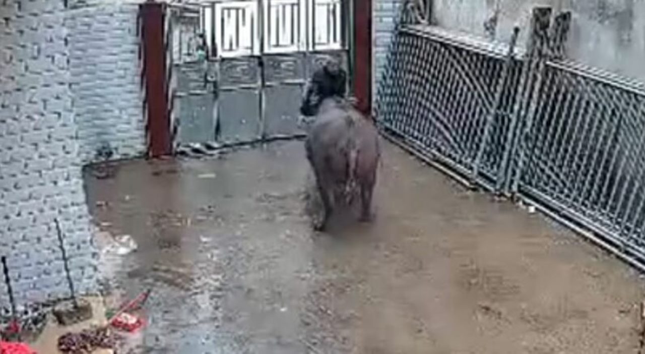 Búfalo escapa de matadouro na China e ataca proprietário por três vezes