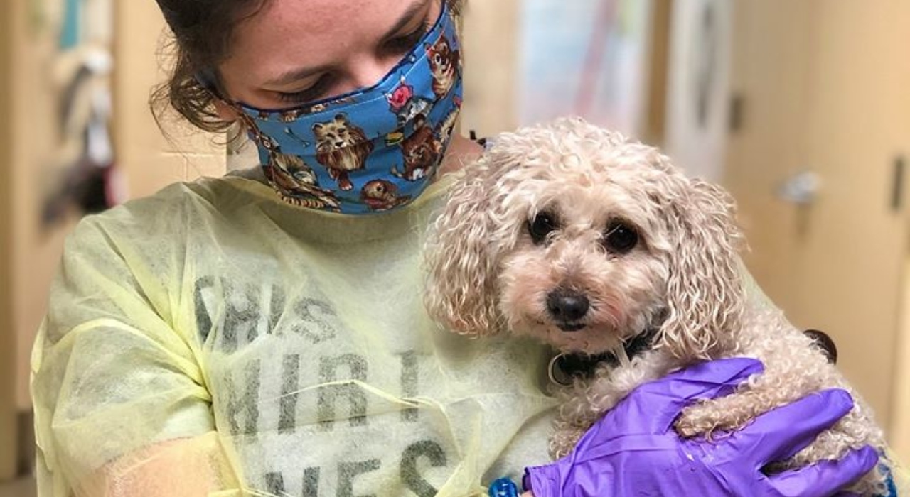 Após perder donos para o coronavírus, cachorra é adotada por nova família