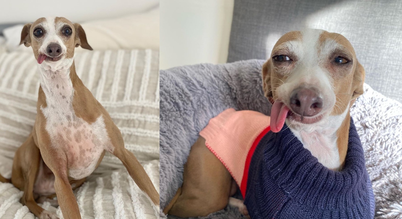 Cachorra com a língua para fora faz sucesso nas redes sociais; confira