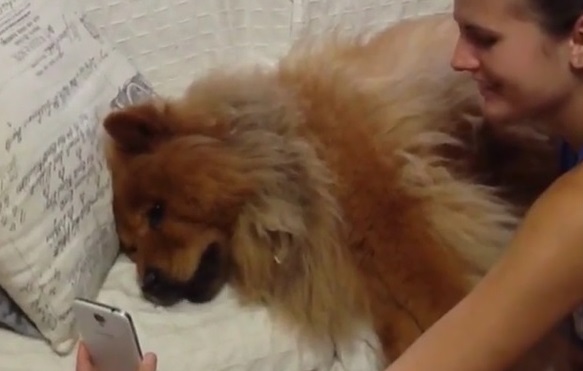 Cachorra chora de saudade ao ver dona por videochamada em viagem a trabalho