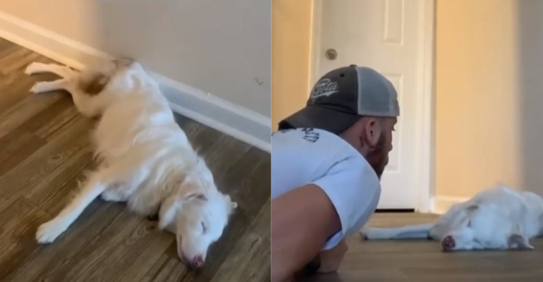 Rapaz encanta e viraliza ao revelar truque para acordar cachorra surda e cega sem assustá-la