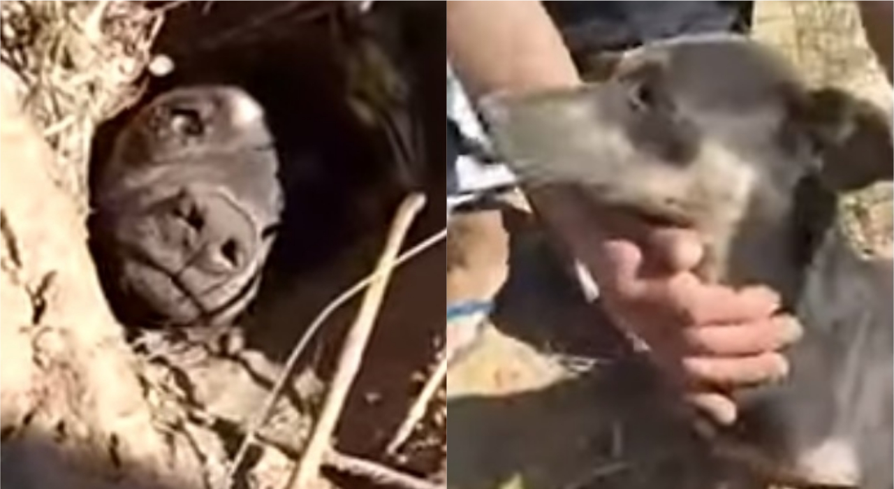 Cachorro é resgatado após ser enterrado vivo em Santa Catarina