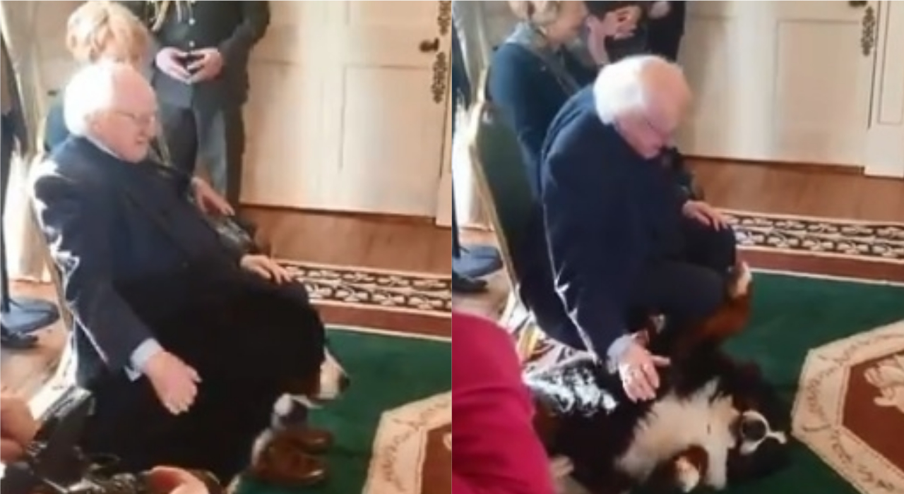 Cachorro de presidente da Irlanda invade evento oficial à procura de carinho do dono