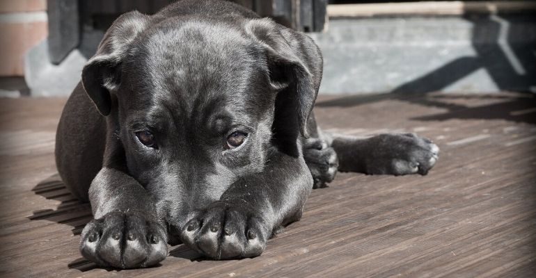 Cachorro é sacrificado após ser infectado pelo novo coronavírus