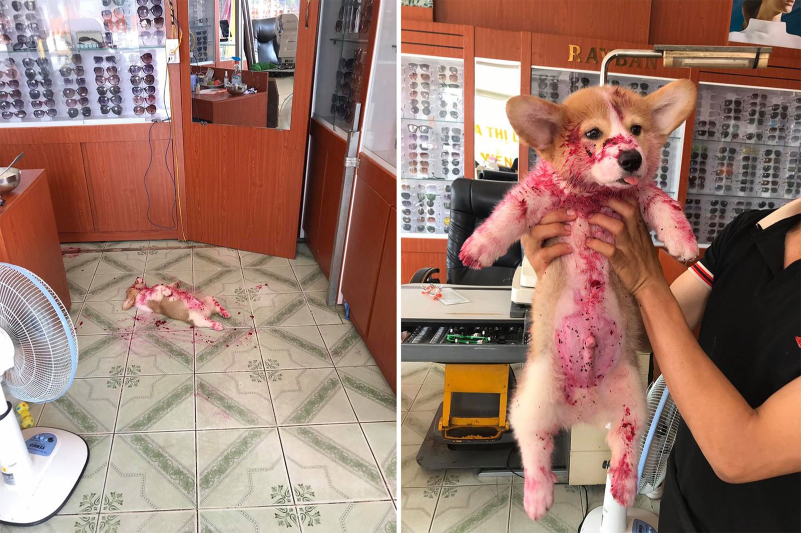 Cachorro dá susto em donos ao aparecer coberto de “sangue” e viraliza na web