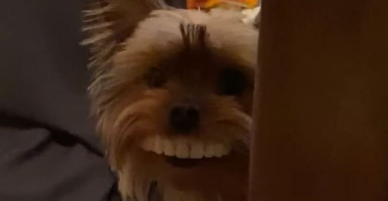 Cachorro faz sucesso após roubar e usar dentadura do dono
