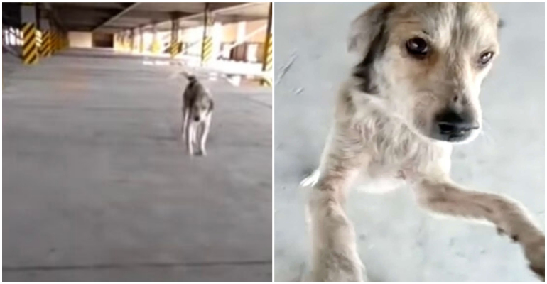 Cachorro chora ao reencontrar o dono depois de meses desaparecido; confira