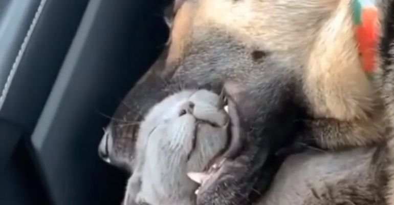 Cachorro é flagrado “devorando” gato enquanto dorme e imagem viraliza na web