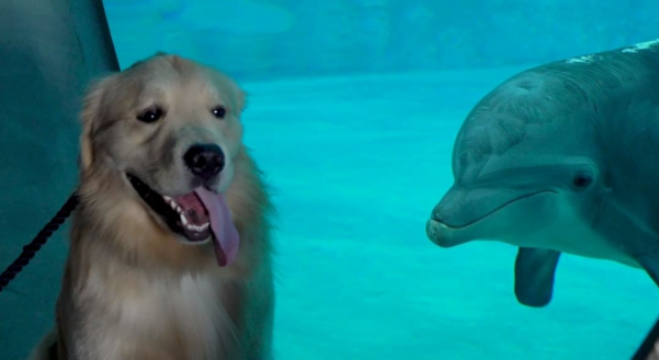 Golden Retriever vira “amigo” de golfinhos no Aquário da Flórida