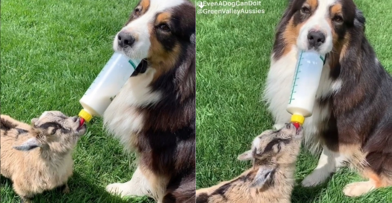 Cachorro faz sucesso ao dar mamadeira para filhote de cabra