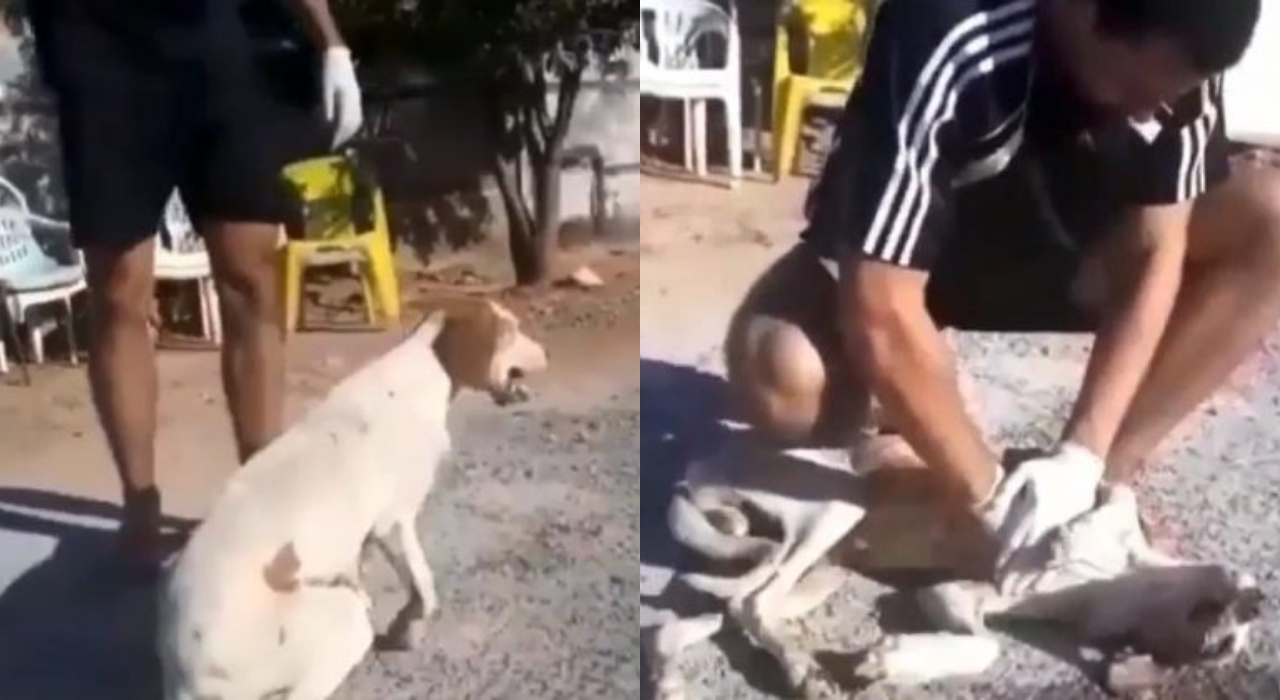 Estudante de veterinária salva vida de cachorro envenenado; veja