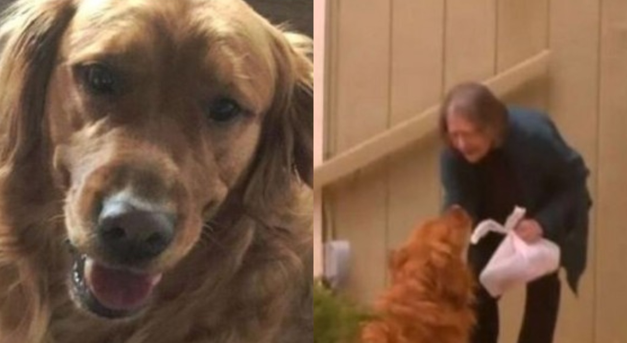 Mulher treina cachorro para entregar comida a vizinha de 71 anos
