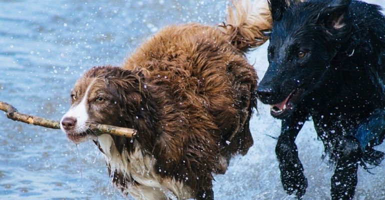 Casal gasta mais de R$ 70 mil em busca por cachorros desaparecidos há quase um ano